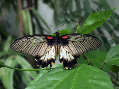 Great Mormon Butterfly (Papilio memnon), female, with open wings, butterfly house of the Botanical Garden in Marburg, Germany