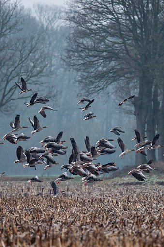 Foggy winter morning side-view close-up of a large group of Greylag Geese (Anser Anser) simultaneously flying up from an agricultural field (maize) with trees on the background