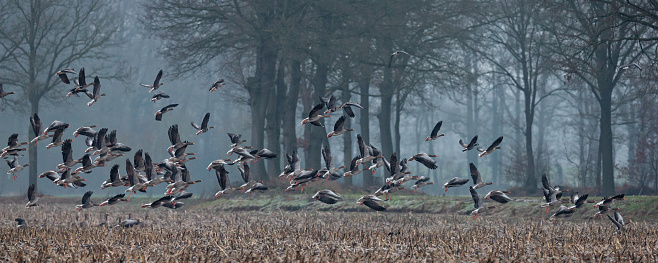 Foggy winter morning side-view close-up of a large group of Greylag Geese (Anser Anser) simultaneously flying up from an agricultural field (maize) with trees on the background