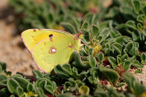 Clouded Yellow (Colias croceus) butterfly on green leaves of Common Ice Plant (Mesembryanthemum crystallinum) - Fuerteventura, Canary Islands