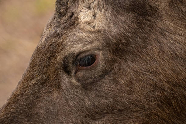 Eyes of a moose eating in a park