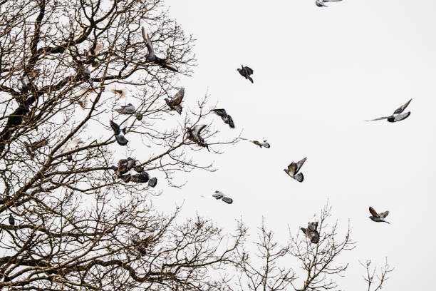 Flock of pigeons landing in a tree