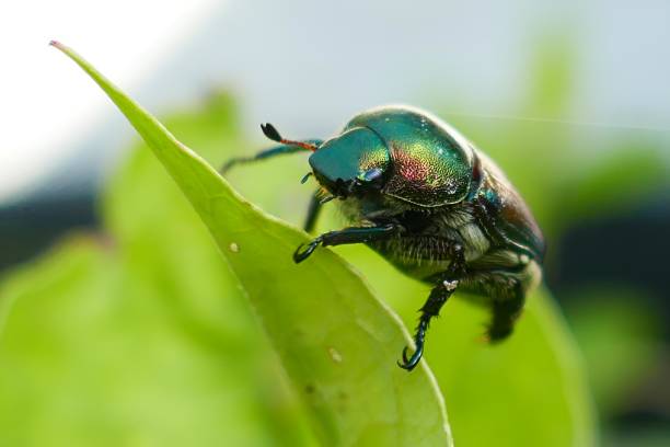 istock Japanese Beetle on a leaf in the USA. 2063801622