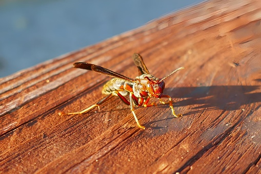 A closeup of a Paper Wasp in Arkansas, USA.