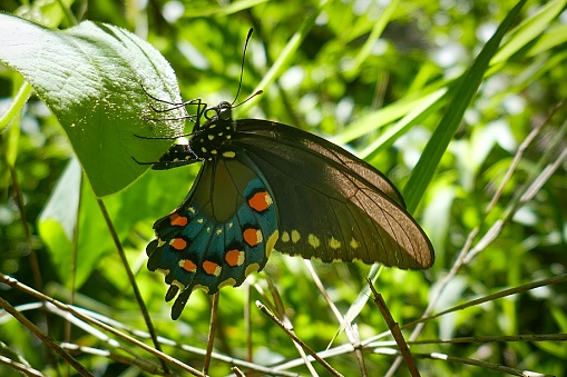 A Closeup of a Pipevine Swallowtail butterfly in Arkansas, USA.