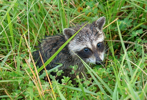 A baby raccoon peeking through grass outdoors.