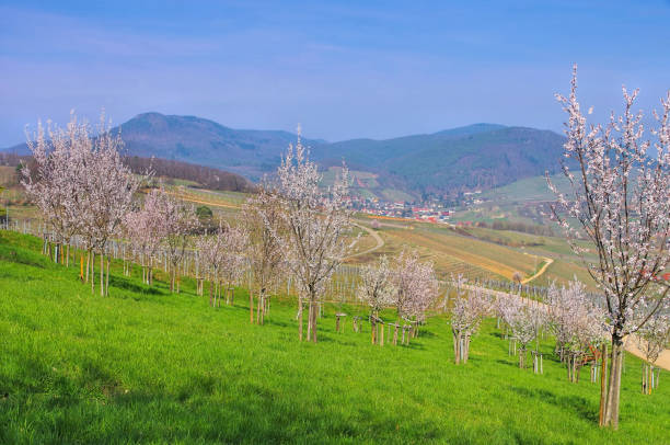 istock landscape around Birkweiler during the almond blossom in spring 2063817662