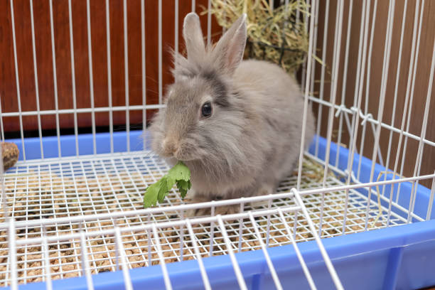 istock a small lionhead rabbit sits in a open cage and eats a parsley leaf. gray bunny looking at the camera 2063826267