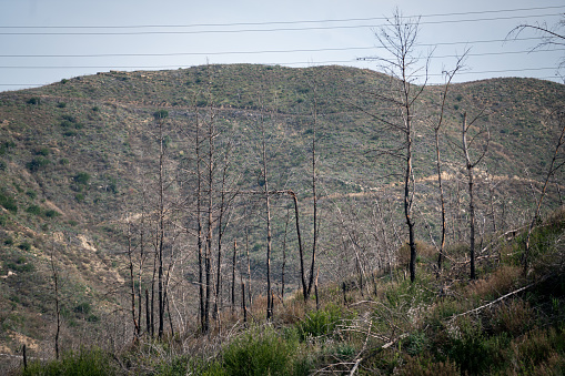 Pine Forest After Wild Fire