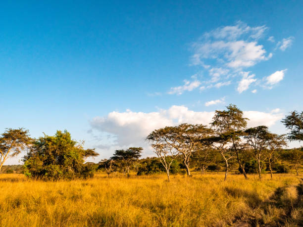 istock Landscape Lake Mburo National Park Uganda 2063836969