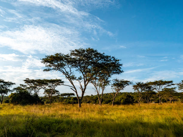 istock Landscape Lake Mburo National Park Uganda 2063837502