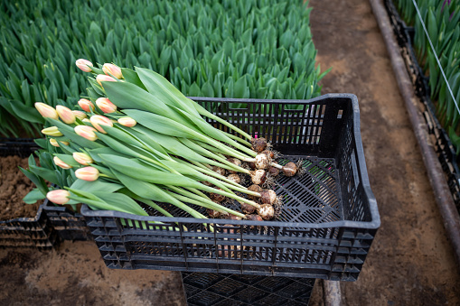 Seedlings of tulip flowers in box in greenhouse, pulled out of soil, ready for cutting. Picking bulbous flowers . Agribusiness, seasonal floral business in Holland farm