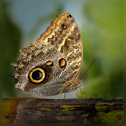 Owl butterfly on a tress