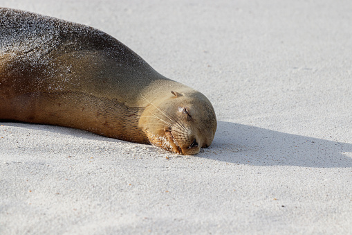 Sea lion sleeping on white sand beach, Galapagos Islands, Ecuador