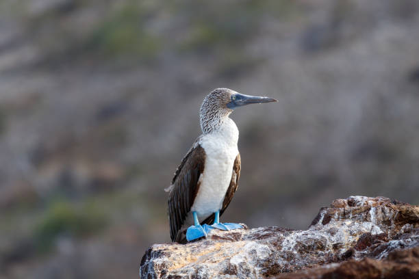 blue footed booby standing on rock seen from the side. galapagos, ecuador.