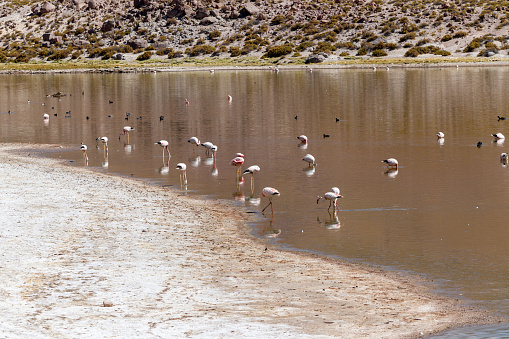 Flamingos and ducks feeding and relaxing in brown watered lagoon, Bolivia.