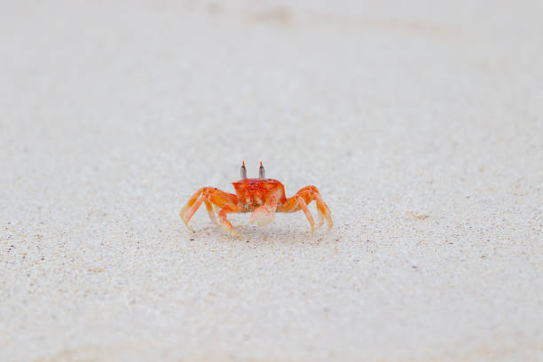 Galapagos ghost crab runnign on sand Ocypode gaudichaudii in Galapagos Islands, Ecuador