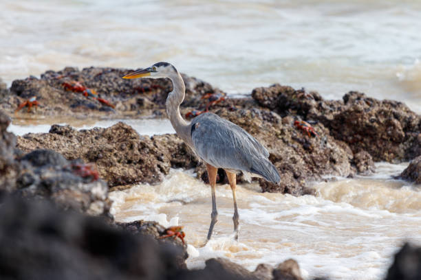 istock Grey Heron standing at beach fishing in galapagos ecuador 2063867996