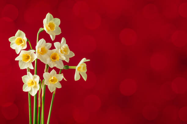 A DSLR close-up photo of beautiful narcissus (daffodil) flowers on a red defocused lights bokeh background. Space for copy.