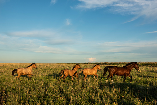 Horses in the Argentine coutryside, La Pampa province, Patagonia,  Argentina.