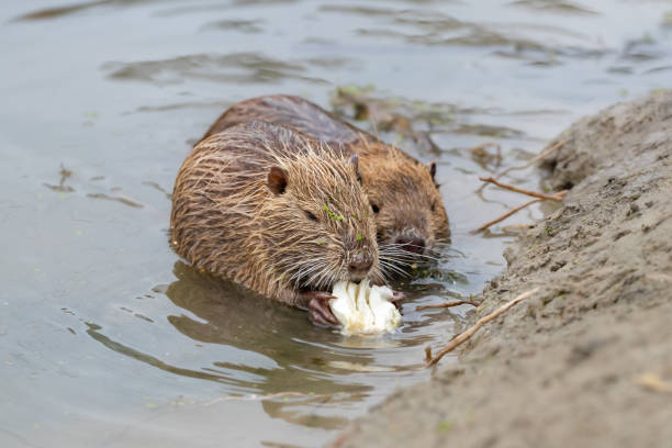 ragondin de rivière dans un habitat naturel. grand rongeur également connu sous le nom de ragondin, castor des marais ou rat castor. espèce envahissante. - nutria rodent beaver water photos et images de collection