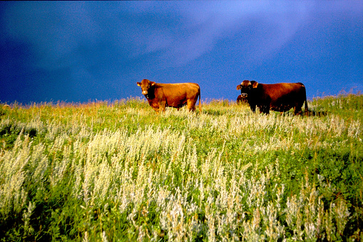 The Alberta prairie in 1998 on old camera film.