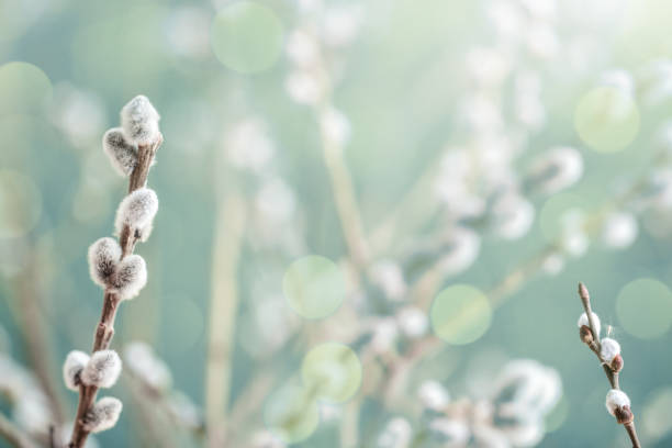 istock Catkins on pussy willow twigs 2063879230