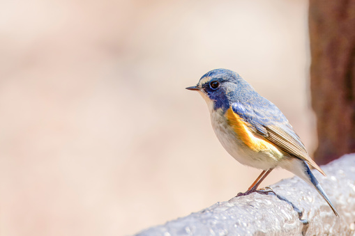 Male Red-flanked bluetail on a promenade handrail.