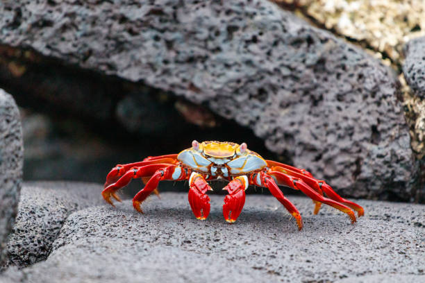 istock Sally Lightfoot Crab on a lava rock, Galapagos 2063890471