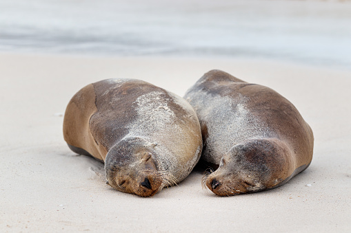 Sea Lion Couple Cuddles on a Sandy White Beach, galapagos ecuador