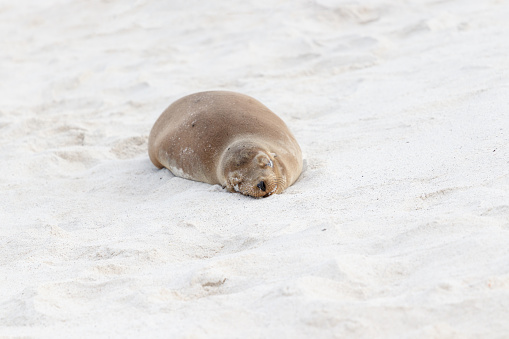 Sea lion sleeping on white beach sand from the front in the galapagos ecuador.