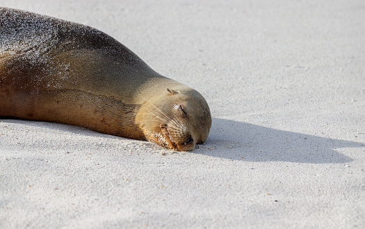 Sea lion sleeping on white beach sand from the front in the galapagos ecuador.