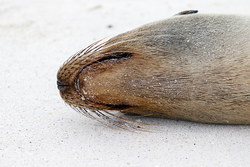 Sea lion sleeping on white sand beach seen from close up and below in galapagos ecuador.