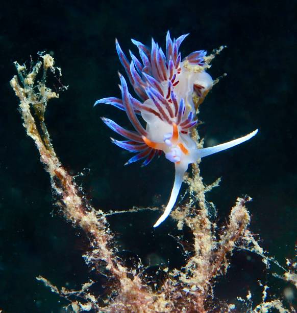 istock Species, marine animal 2063906291