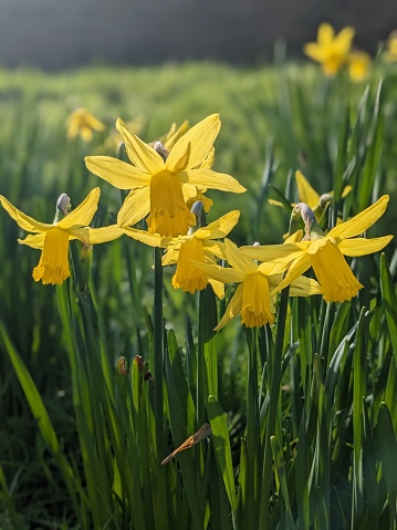 Yellow daffodil in sunshine