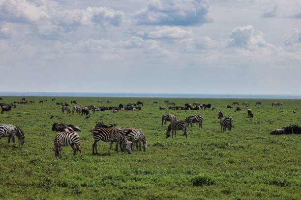 istock Zebra and wildebeest herds in the Serengeti 2063918981