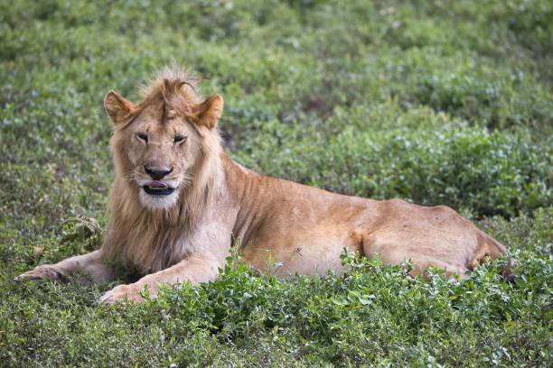 Resting male lion laying in short grasses of central Serengeti gazes at camera