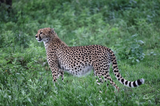 The cheetah is a large cat of the subfamily Felinae that occurs in North, Southern and East Africa, and a few localities in Iran. It inhabits a variety of mostly arid habitats like dry forests, scrub forests, and savannahs