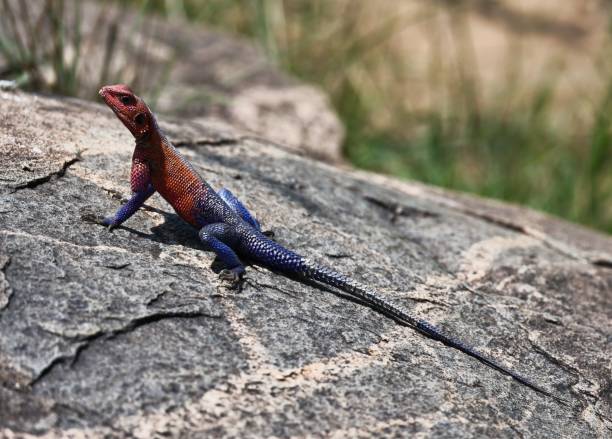 istock Male Amaga lizard sunning on large rock 2063921209