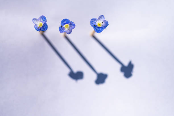 Mourning, postcards, condolences, flowers, white background