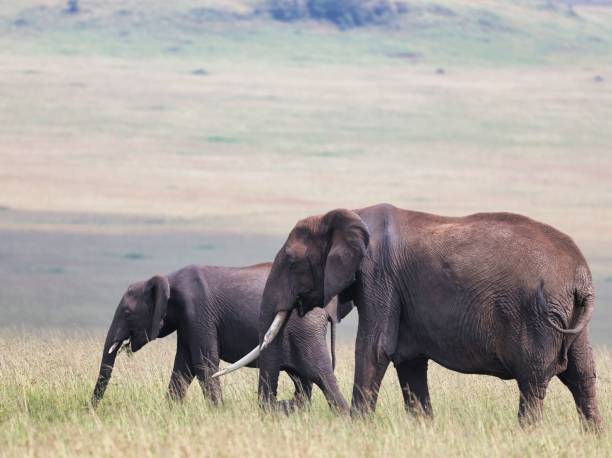istock Mother and juvenile African elephants graze while roaming grasslands at border between Kenya and Tanzania 2063923400