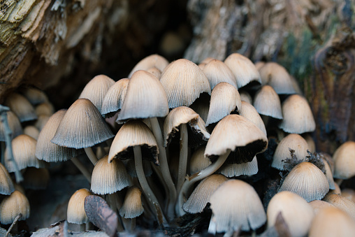 Cluster of Coprinellus micaceus mushrooms in forest.