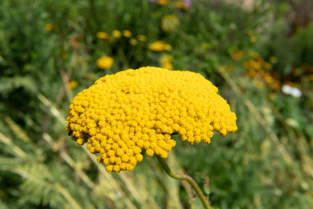 Fernleaf yarrow (achillea filipendulina) plant Close up of fernleaf yarrow (achillea filipendulina) flowers in bloom fernleaf yarrow in garden stock pictures, royalty-free photos & images