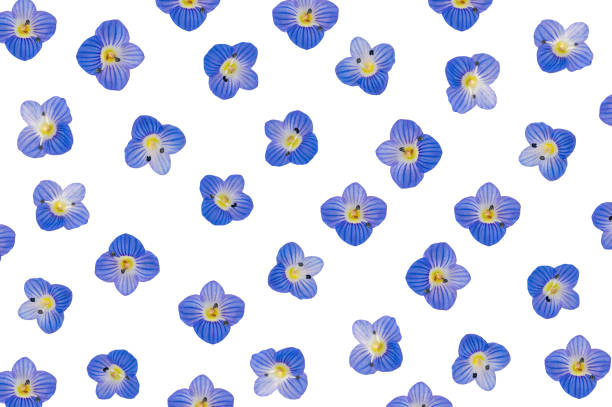 Tiny blue flowers veronica polita background.