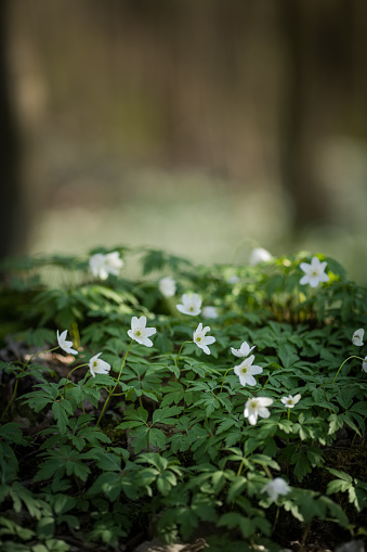 White spring flowers in the sunlight.Blurred forest landscape in the background with a field full of anemone flowers