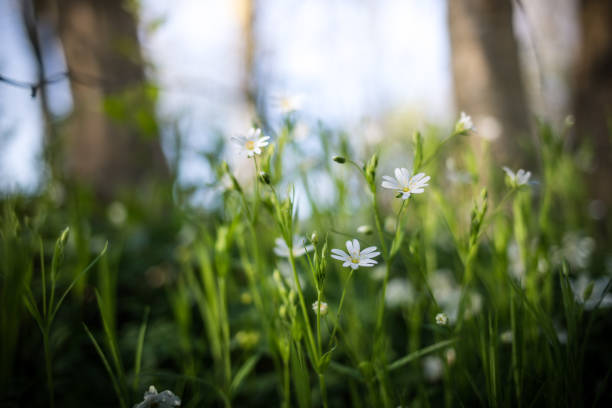 istock White Stellaria flower in the forest 2063935258