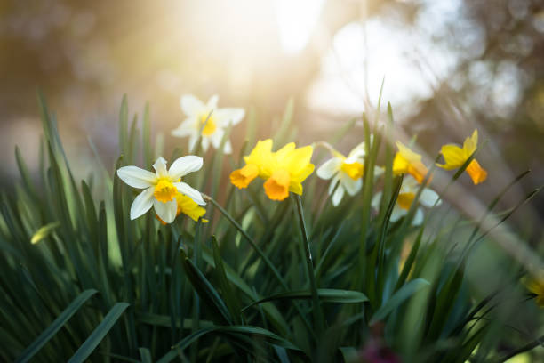 istock Blooming daffodils in the sunshine 2063942615