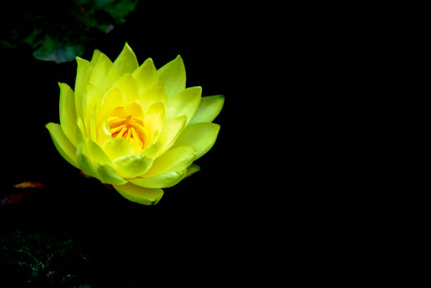 Close-up of blooming pink waterlily \n on a black background