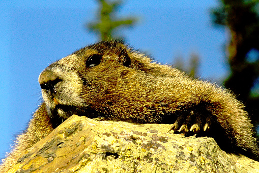 Close-up of groundhog standing on hind legs, alert for danger