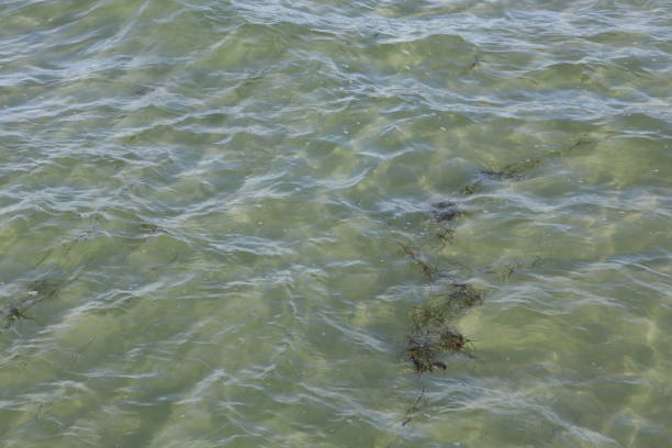 waves in shallow sea water and seaweed